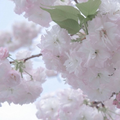 维西FurryQQ群介绍